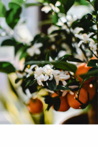 Oranger en Fleurs : fleurs d'oranger en pleine floraison, avec leurs pétales délicats et leur couleur vive, source naturelle et authentique de l'ingrédient clé du baume à lèvres Benditaluz proposé par Manohi.com