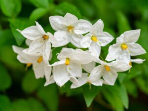 Fleurs de jasmin en pleine floraison dans un jardin méditerranéen, symbolisant la pureté et l'élégance de la nouvelle Eau de Toilette au Jasmin de Benditaluz.