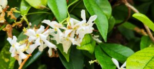 Vue rapprochée d'une fleur de jasmin éclatante, dévoilant ses pétales blancs et son parfum enivrant, intégrée dans le savon au jasmin de Benditaluz. Cette image capture l'essence de la beauté naturelle et du raffinement de ce savon artisanal écoresponsable.